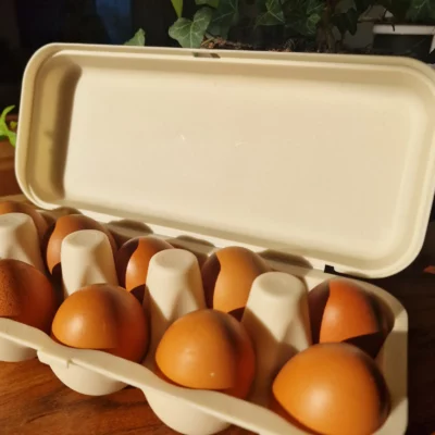 Boîte à 10 œufs – Ecodis