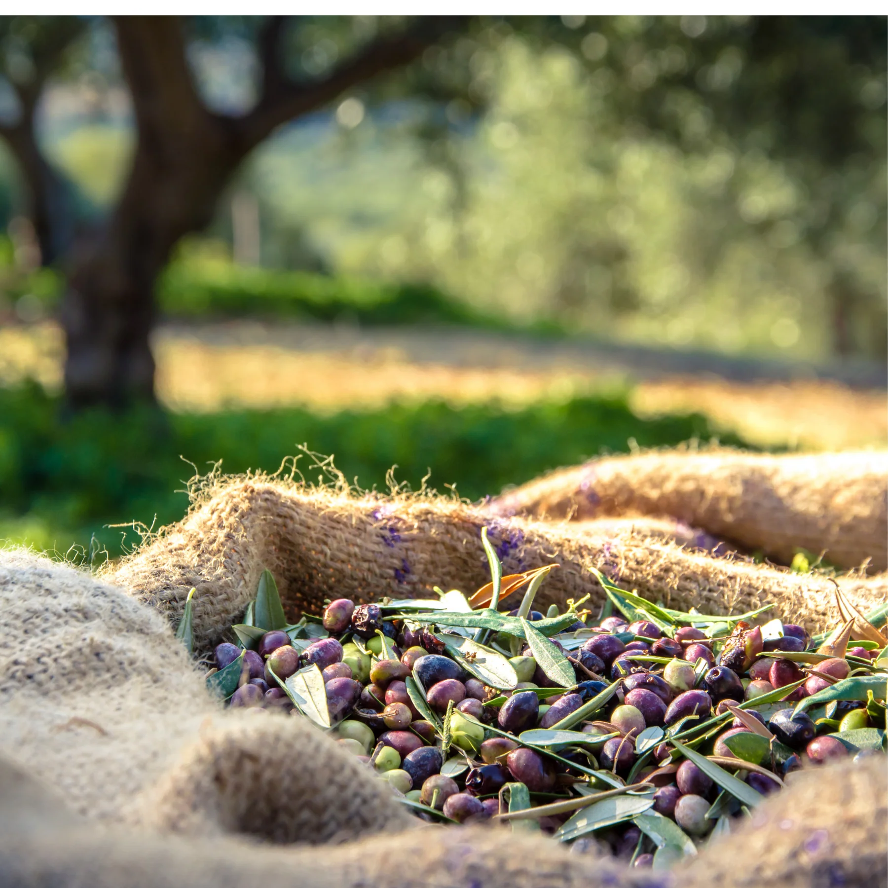 Kit beauté - Rituel Gommage visage – Image 7
